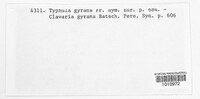 Image of Typhula gyrans